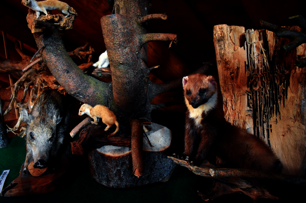 verschiedene Waldtiere, z.B. ein Wildschwein, schauen hinter einem Baunstamm hervor